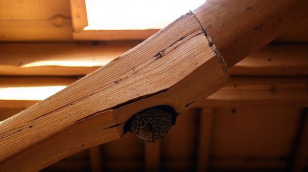 Meilleures méthodes pour protéger votre charpente des termites