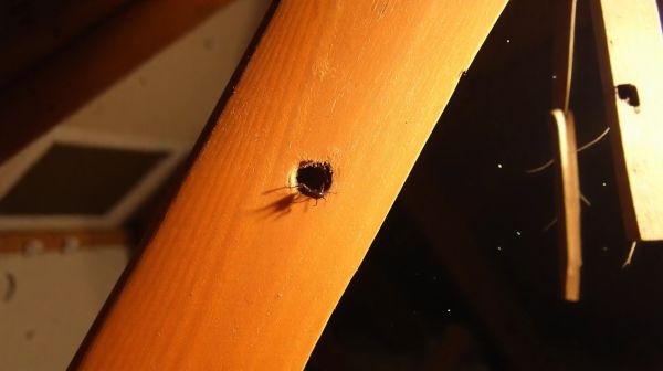 Meilleures méthodes pour protéger votre charpente des termites